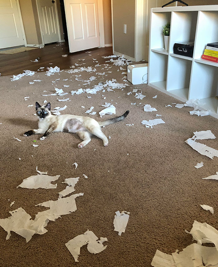 Get A Cat, They Said. They Provide Emotional Support And Are Often Misunderstood, They Said