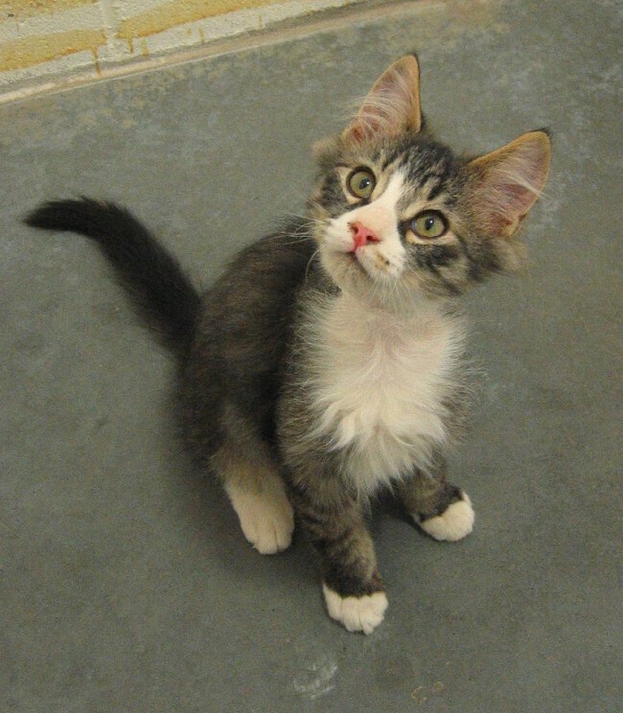 Pips, Still At The Shelter