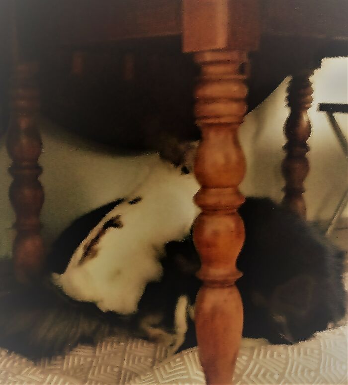 That's Tough To Be A Rabbit Single Dad