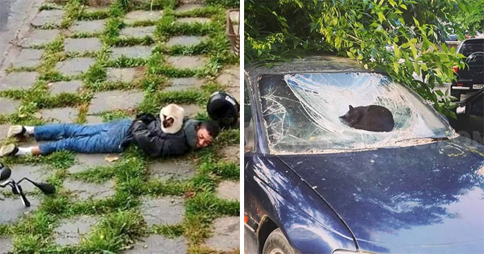 People Are Laughing At These 43 Cats Chilling In Places They Shouldn’t Be, Posted By This Twitter Account