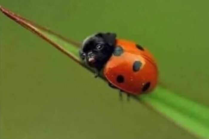 A Very Rare Ladypug