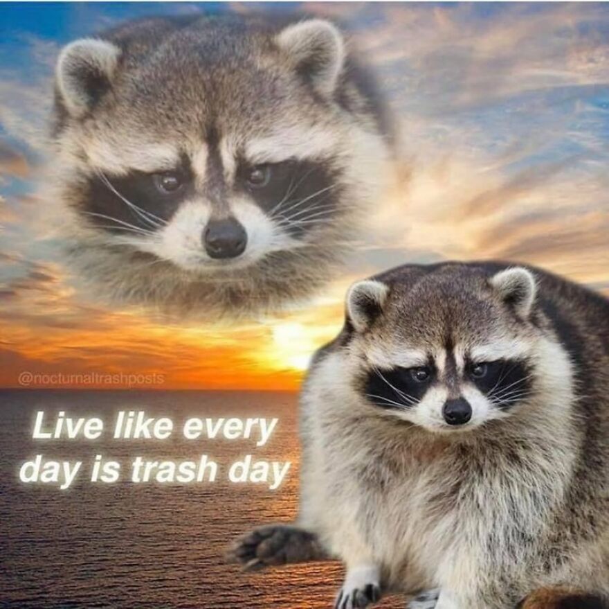 Words Of Wisdom By A Trash Panda