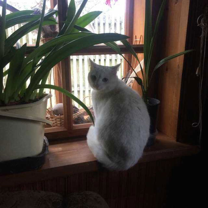 My Chonky Cat. She Slims Down At Spring, But Always Gets Plump At Winter