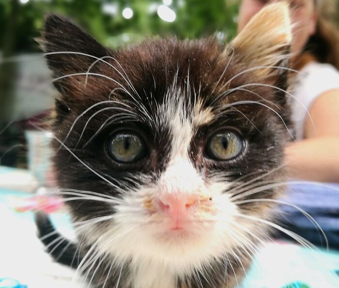 Baby Lily, I Found Her At 1week Old And Almost Dead. Hand Raised Her And Now She's 3 Years Old And Happy And Helthy.