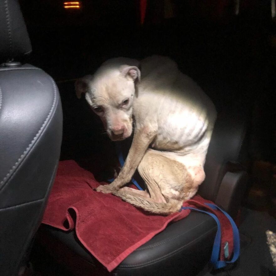 This Underweight Pit Bull Was Found In An Abandoned Apartment, But Her Fortune Has Turned, And Now She's Safe