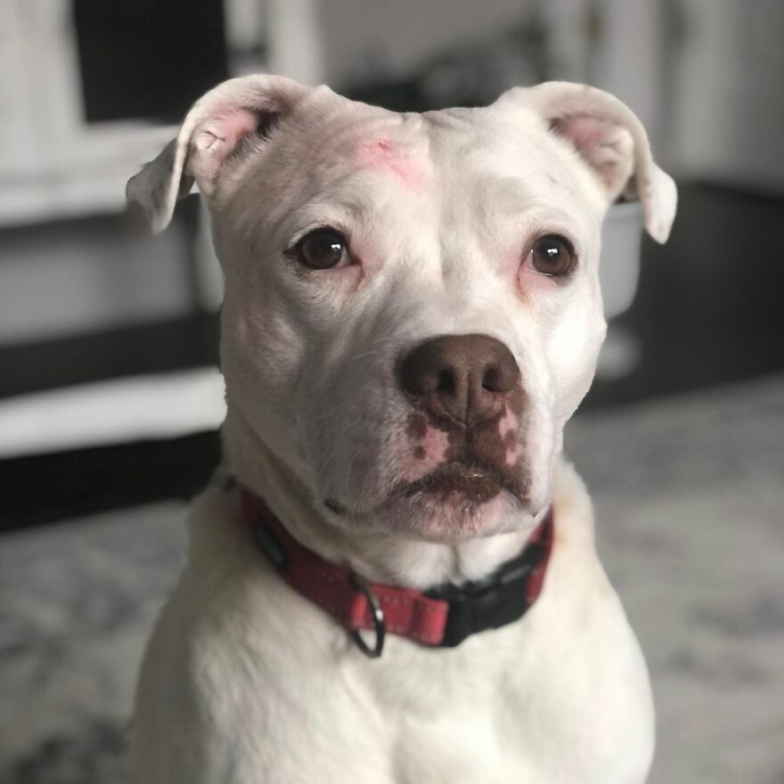This Underweight Pit Bull Was Found In An Abandoned Apartment, But Her Fortune Has Turned, And Now She's Safe