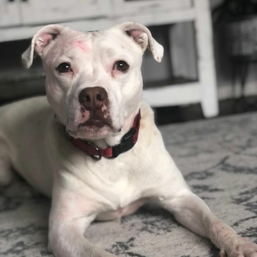 This Underweight Pit Bull Was Found In An Abandoned Apartment, But Her Fortune Has Turned, And Now She's Safe