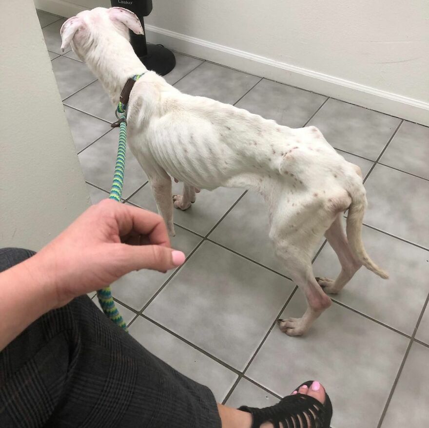 This Underweight Pit Bull Was Found In An Abandoned Apartment, But Her Fortune Has Turned, And Now She's Safe