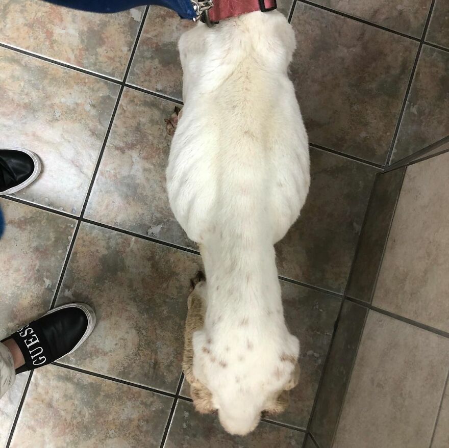 This Underweight Pit Bull Was Found In An Abandoned Apartment, But Her Fortune Has Turned, And Now She's Safe