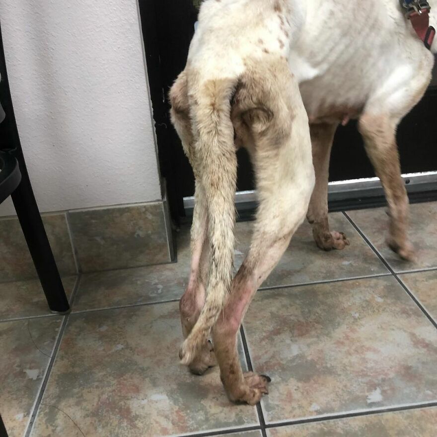 This Underweight Pit Bull Was Found In An Abandoned Apartment, But Her Fortune Has Turned, And Now She's Safe