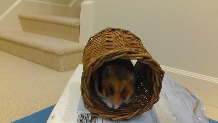 This Is My Ethical Breed Syrian Hamster, Sparrow, She Is A C H O N K