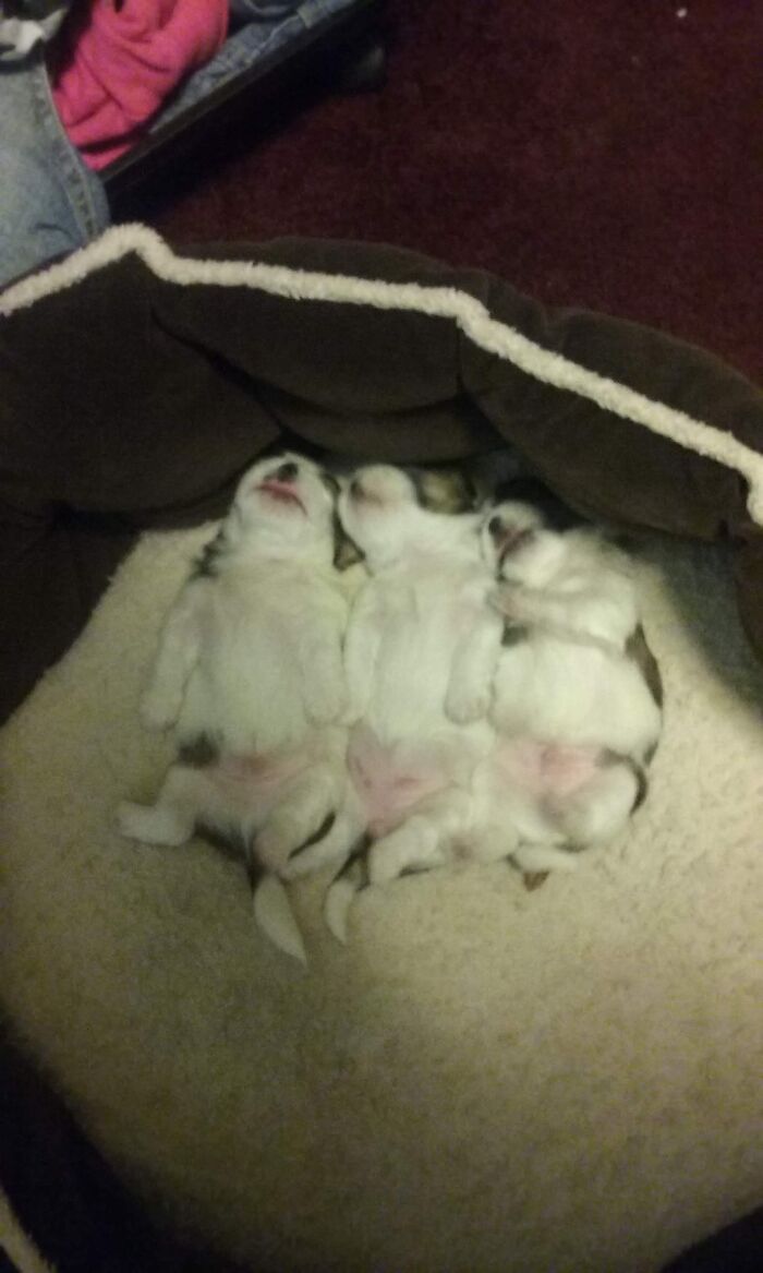 I Swear They're All Alive!