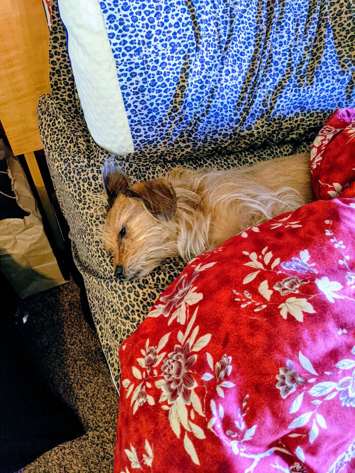 Griswold "Uuuggghhh, I Knew I Shouldn't Have Had That Third Milk Bone"