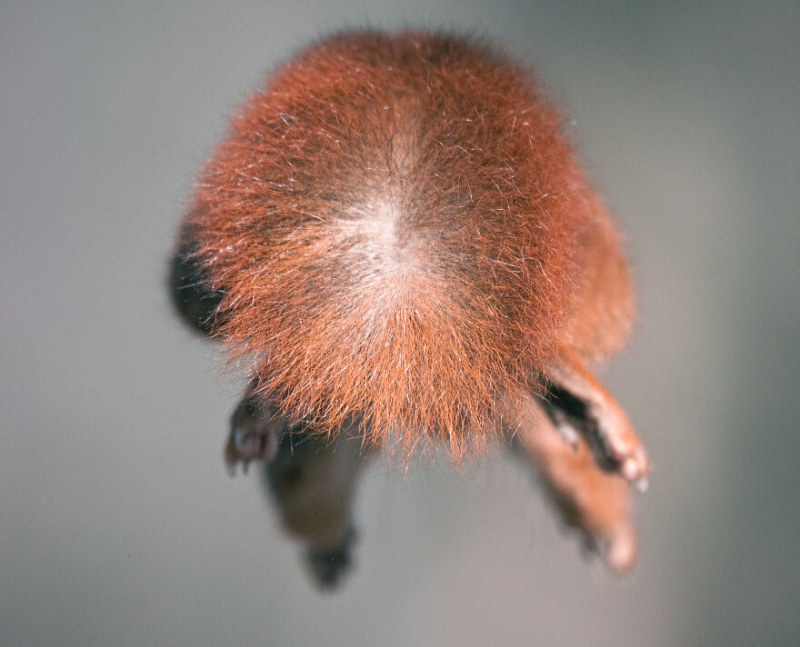 I’ve Spent 5 Years Photographing Jumping Red Squirrels And Here Are 38 Of My Best Photos