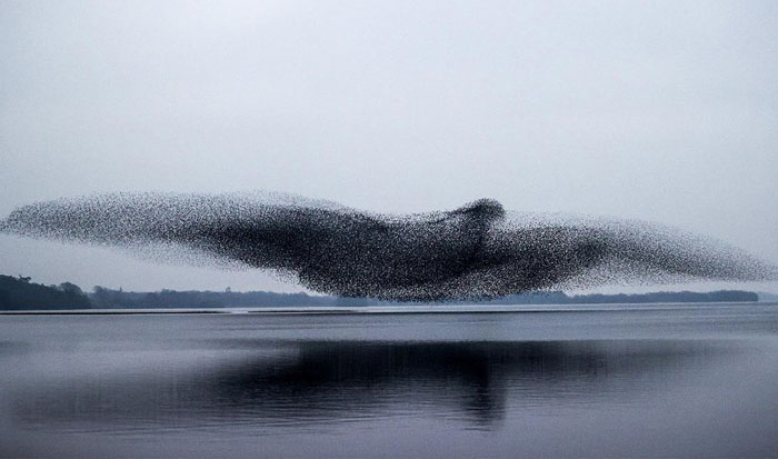 After Following Starlings For 3 Months, This Irish Photographer Captures An Incredible Murmuration In The Shape Of A Huge Bird