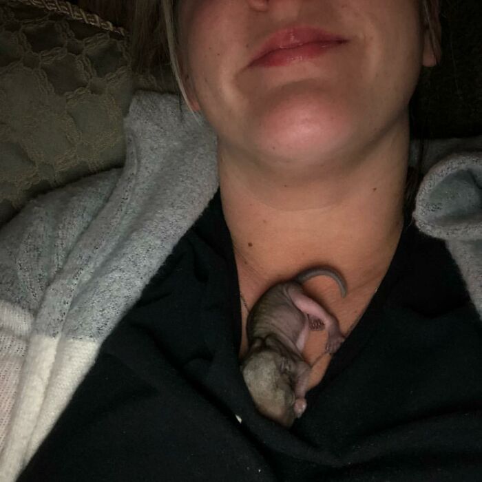 Woman Finds A Baby Squirrel On The Sidewalk And Gives Him A Second Chance At Life; Two Years Later, He Still Visits Her Garden