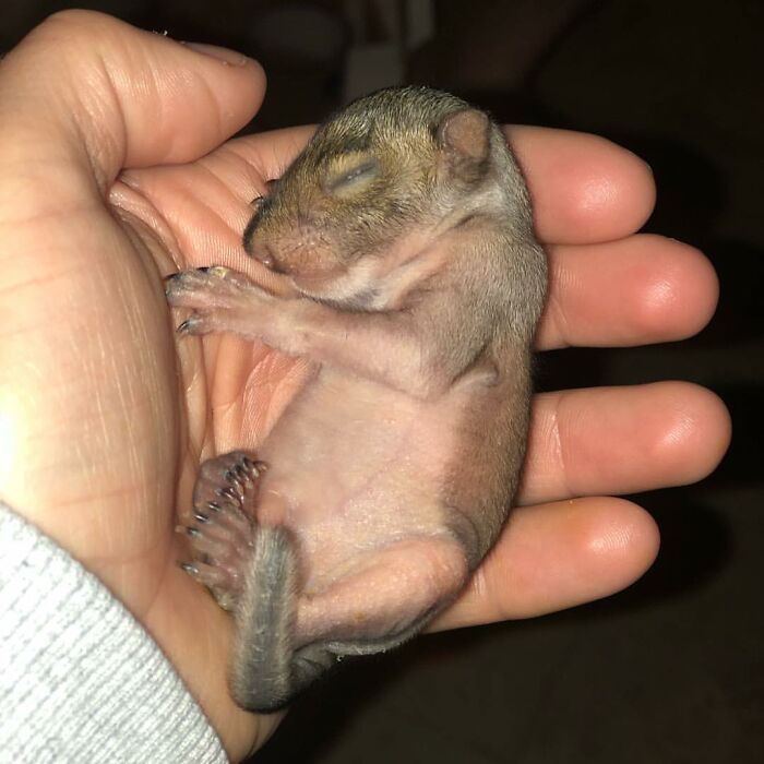 Woman Finds A Baby Squirrel On The Sidewalk And Gives Him A Second Chance At Life; Two Years Later, He Still Visits Her Garden