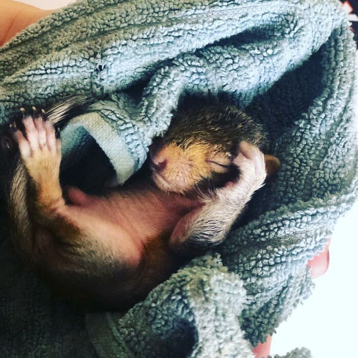 Woman Finds A Baby Squirrel On The Sidewalk And Gives Him A Second Chance At Life; Two Years Later, He Still Visits Her Garden