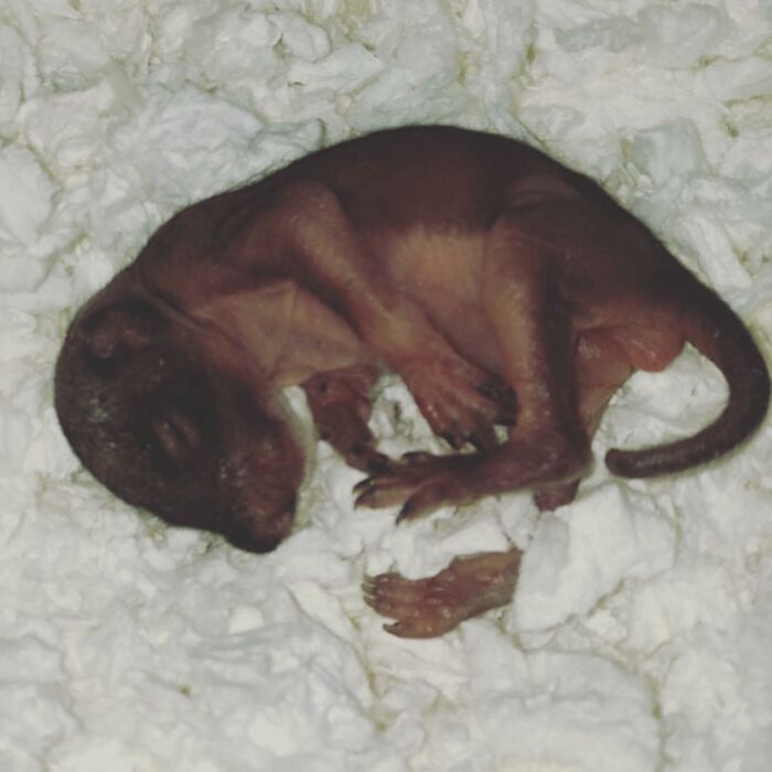 Woman Finds A Baby Squirrel On The Sidewalk And Gives Him A Second Chance At Life; Two Years Later, He Still Visits Her Garden Woman Finds A Baby Squirrel On The Sidewalk And Gives Him A Second Chance At Life; Two Years Later, He Still Visits Her Garden