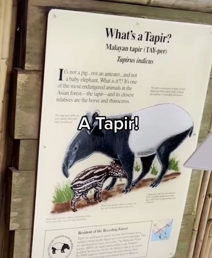 Kindergarten Teacher&rsquo;s Virtual Field Trip To The Zoo Is Melting People&rsquo;s Hearts