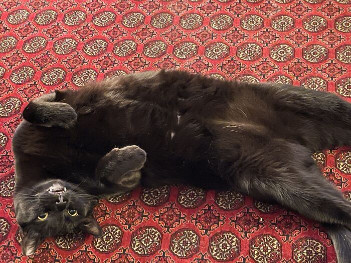 My Rescue..."Bandit!"