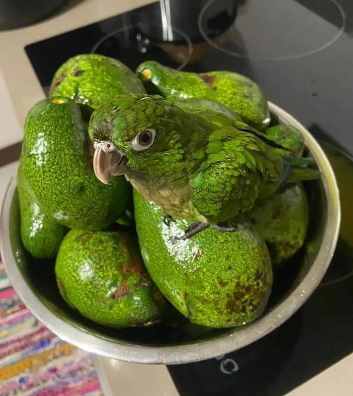 Ever Wondered What A Hatched Avocado Looks Like?