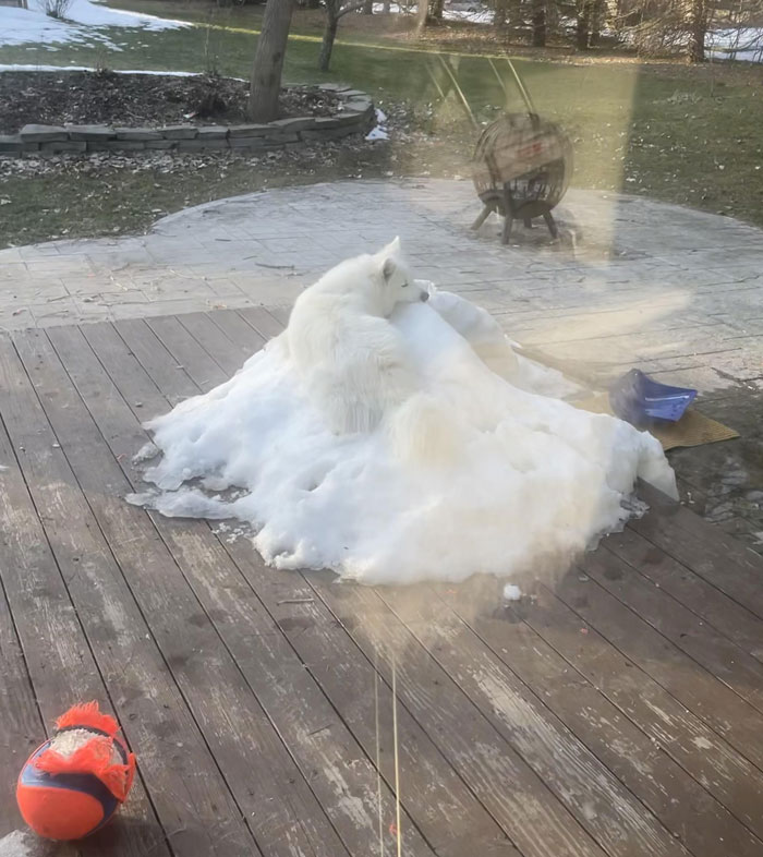 A White Husky Enjoying The Last Of The Snow