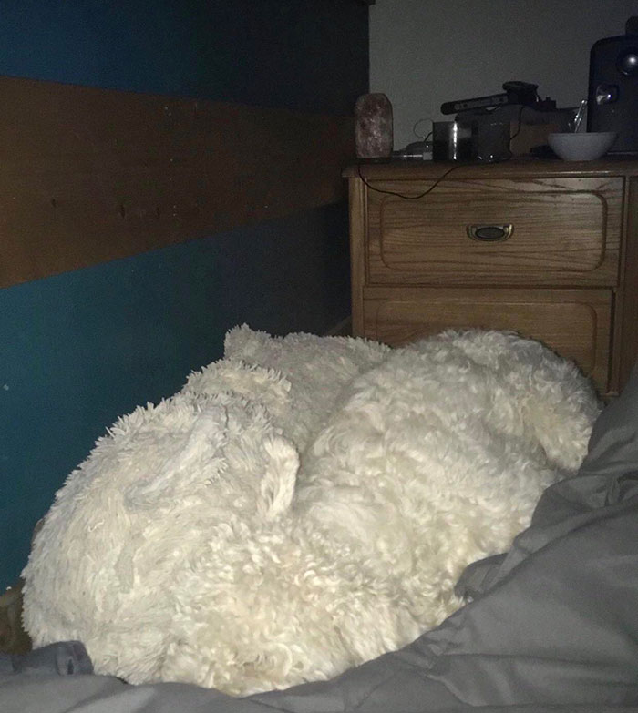 Can You Tell Which One Is The Dog?