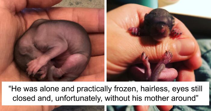 Woman Finds A Baby Squirrel On The Sidewalk And Gives Him A Second Chance At Life; Two Years Later, He Still Visits Her Garden