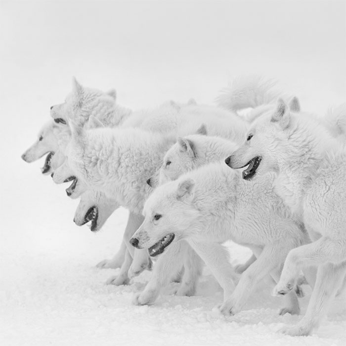 30 Of The Best Nature Photos From The Tokyo International Foto Awards