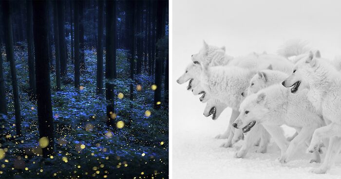 30 Of The Best Nature Photos From The Tokyo International Foto Awards