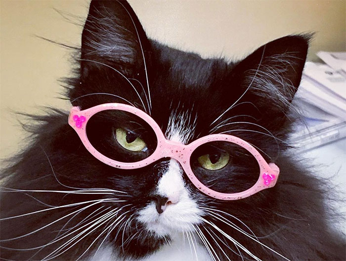 Truffles The Cat Helps Kids Feel Comfortable With Fearing Glasses When They Go To Optometrist