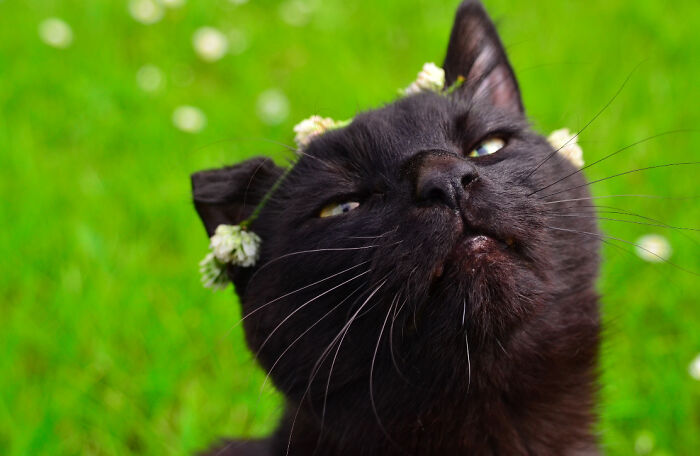 My Smug Flower Boy! Indie!