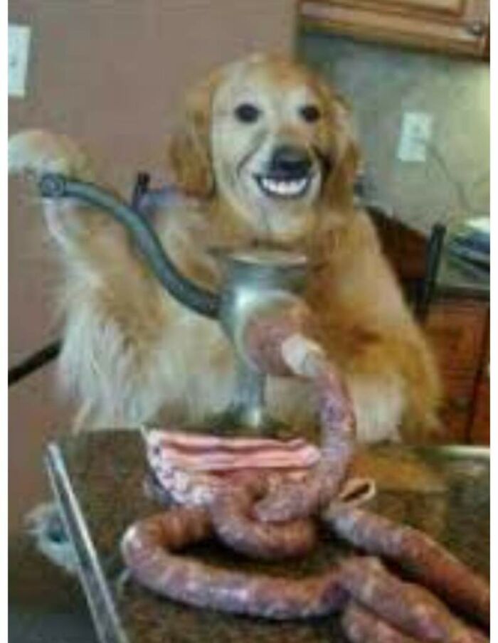 A Dog Doing His Job. Wholesome Stuff.