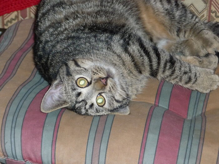 Ukkie Was Born In Our Backyard 9 Months Ago. Her Mother Ushi Also Found A Home With Us.