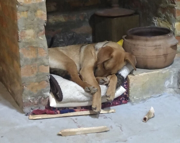 The Dog And The Bone