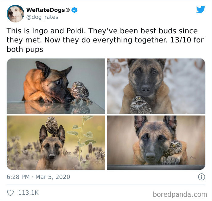 We-Rate-Dogs-Twitter