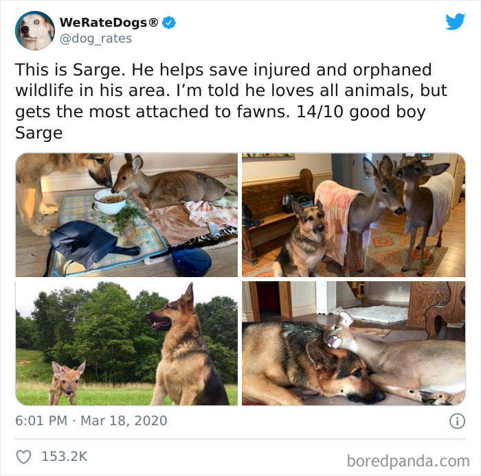 We-Rate-Dogs-Twitter