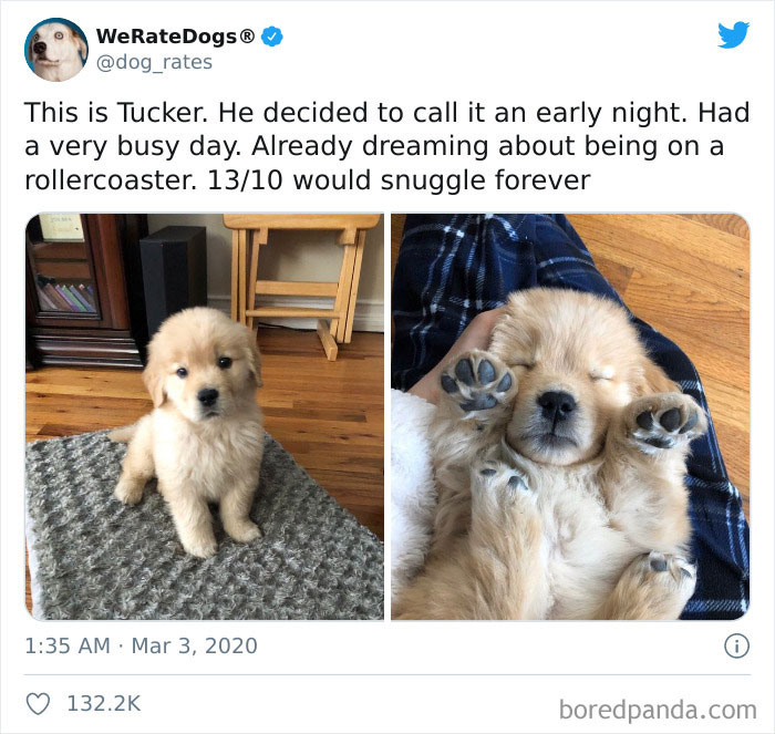 We-Rate-Dogs-Twitter