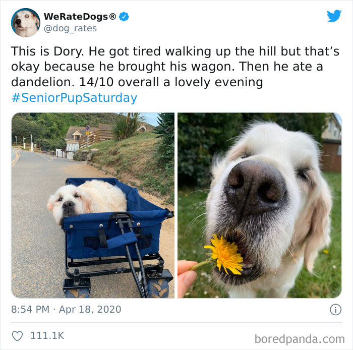We-Rate-Dogs-Twitter