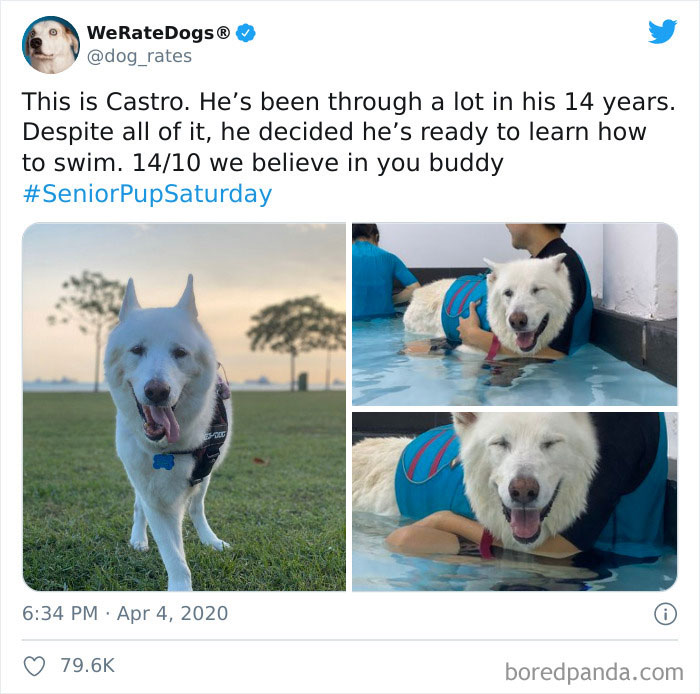 We-Rate-Dogs-Twitter