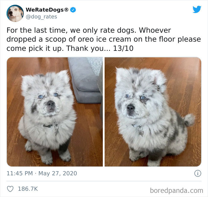 We-Rate-Dogs-Twitter
