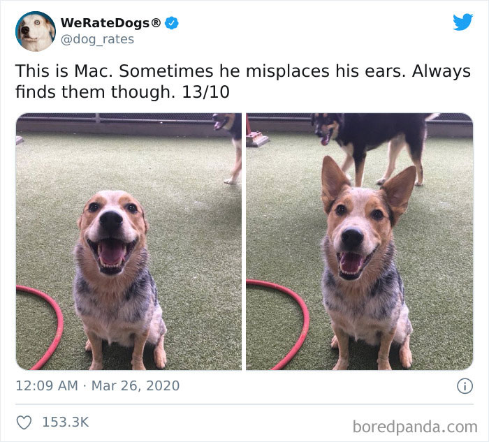 We-Rate-Dogs-Twitter