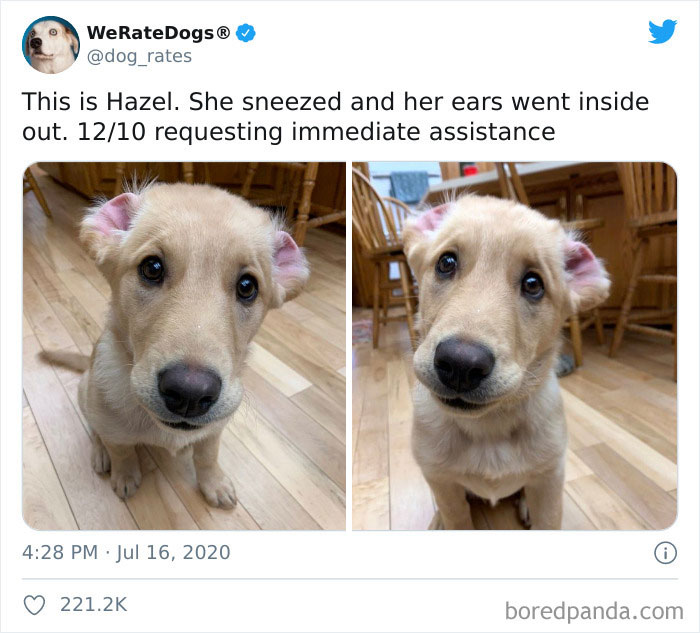 We-Rate-Dogs-Twitter