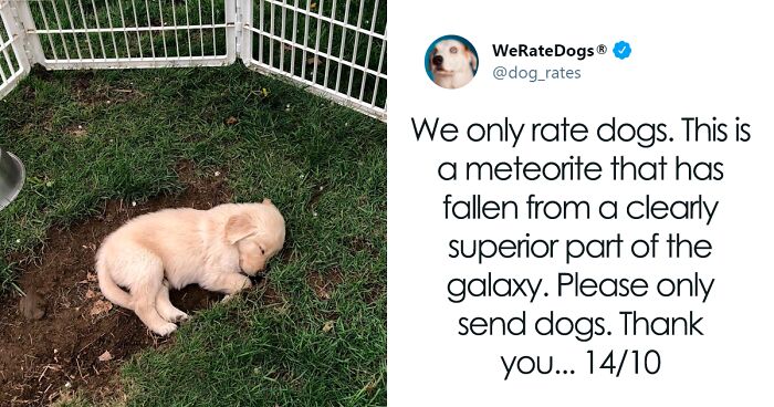 50 Times People Asked To Rate Their Dogs And Got Hilariously Wholesome Results