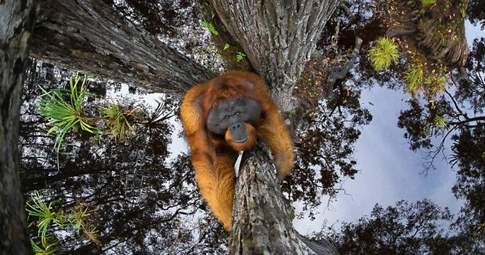 30 Amazing Winners Of The 2020 World Nature Photography Awards