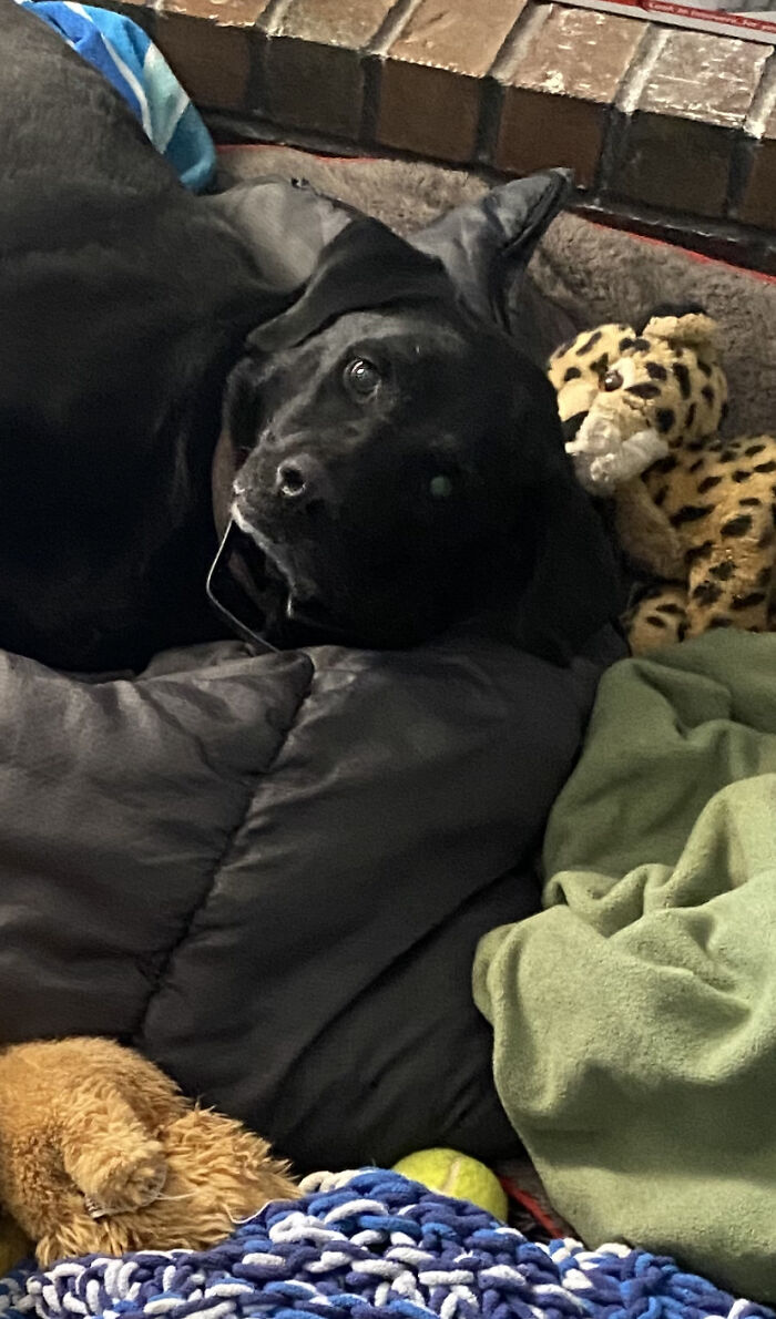 Eily, 8; She Found All The Blankets.