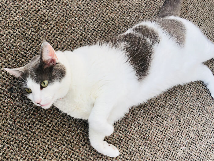 This Queen! She’s 10 Years Old And Has The Softest Meows