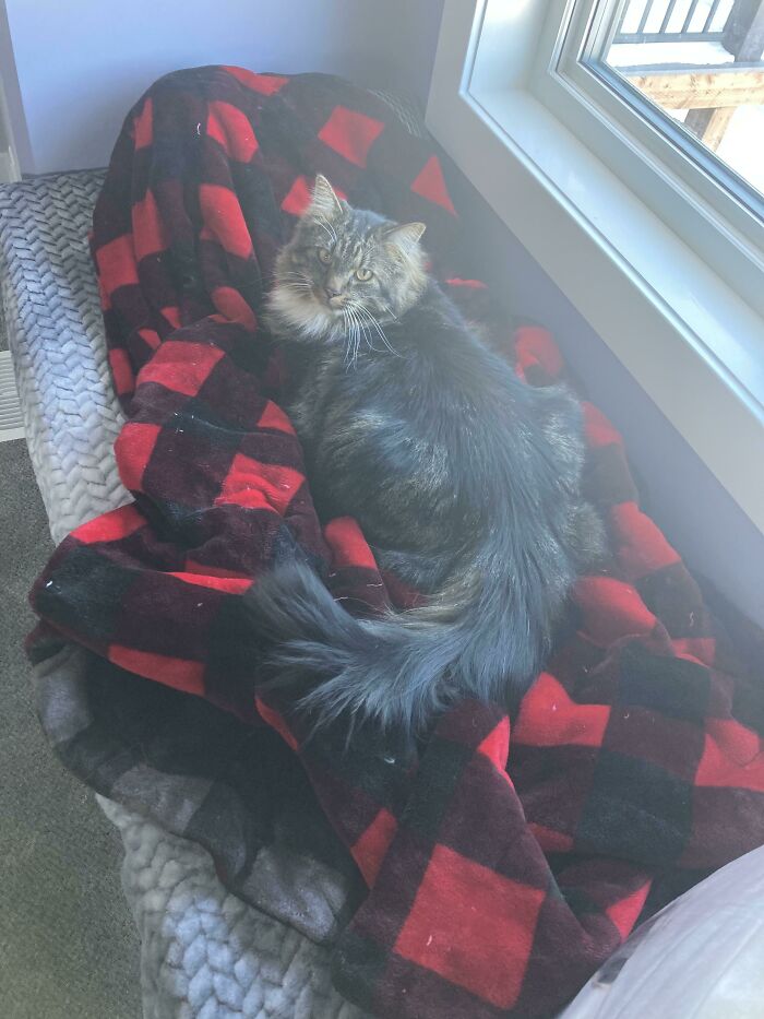 This Is Spidercat. He Is Extremely Handsome And Fluffy!