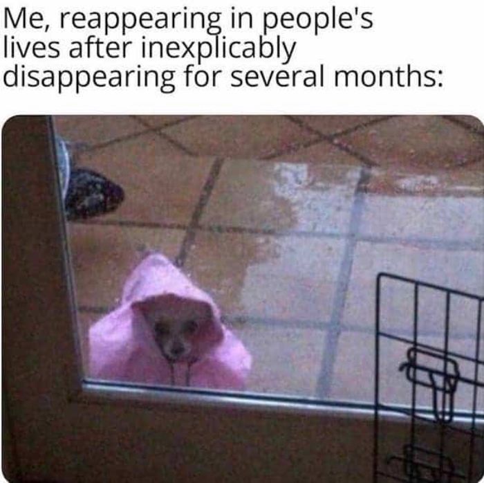Small dog wearing a pink raincoat outside a door, representing introvert memes about reappearing after months away.